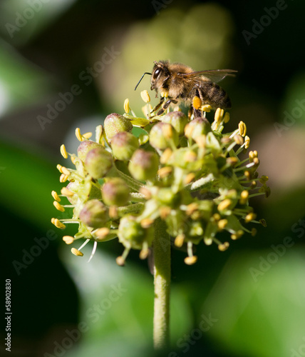 Flower and bee