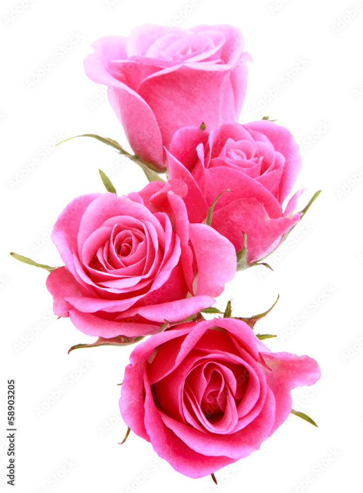 Pink rose flower bouquet isolated on white background cutout - obrazy, fototapety, plakaty 