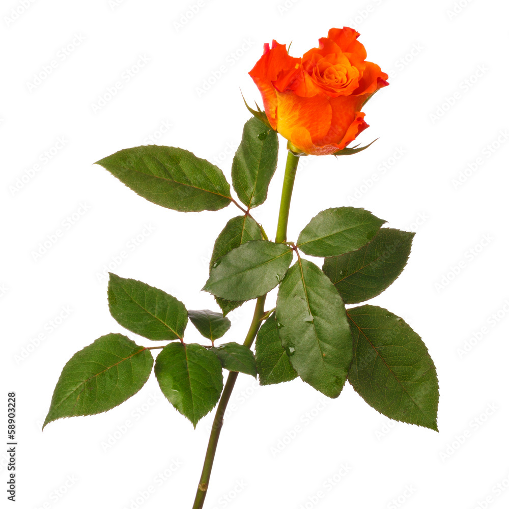 Orange rose Orange rose