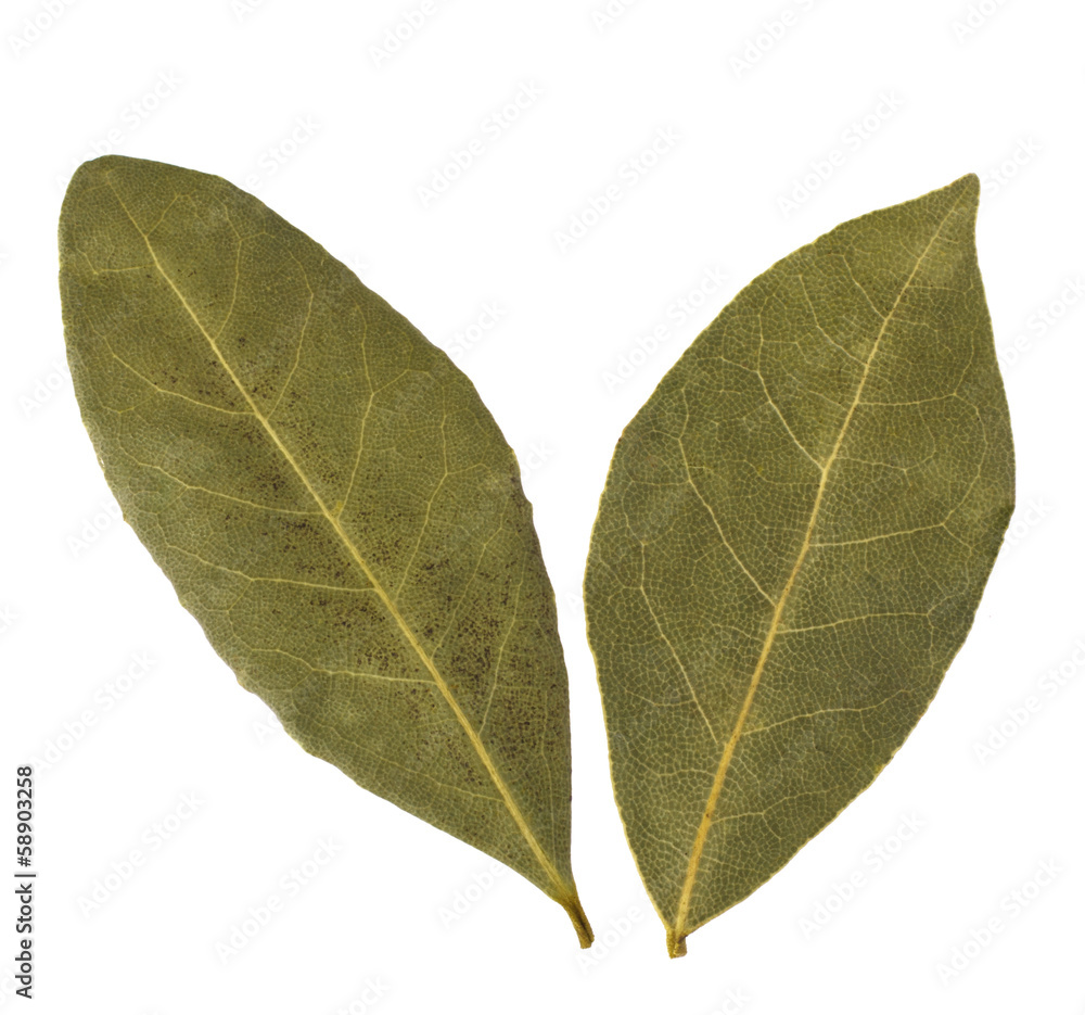 Obraz premium Aromatic bay leaves