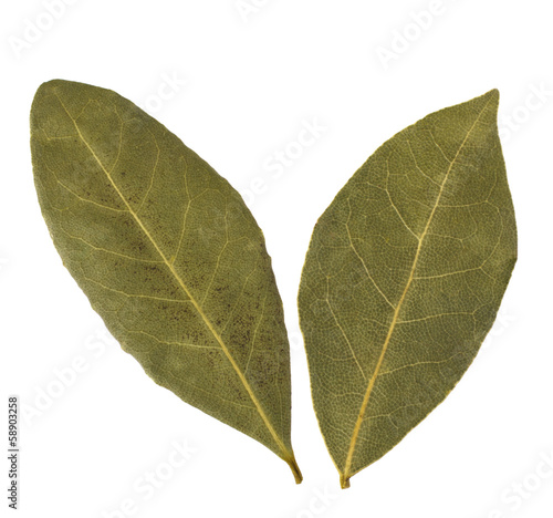 Aromatic bay leaves