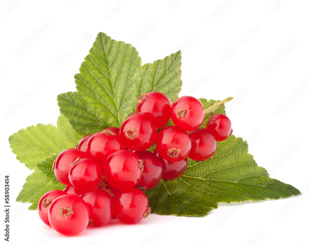 Red currants and green leaves still life Red currants and green leaves still life