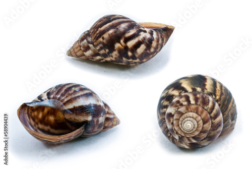 Wallpaper Mural Snail shell Torontodigital.ca