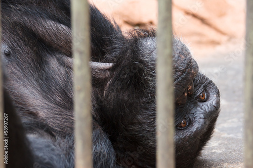 Sad chimpanzee in cage