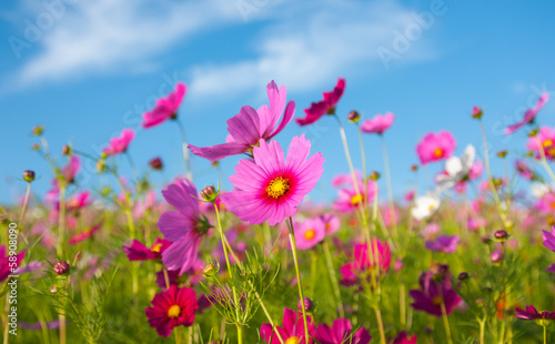 The cosmos flower field © dookfish