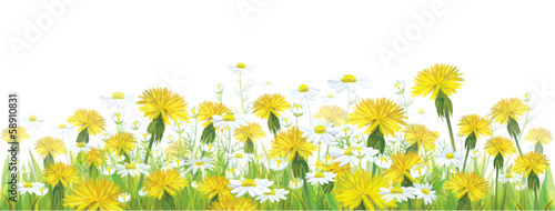 Vector spring flowers,  yellow chamomiles and dandeliones.
