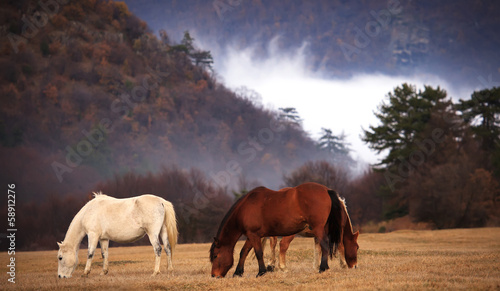 several horses gazing in the meadows near fogy forest 