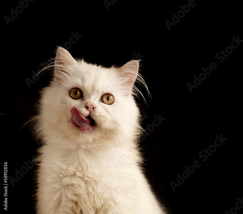 Kitten licking mouth
