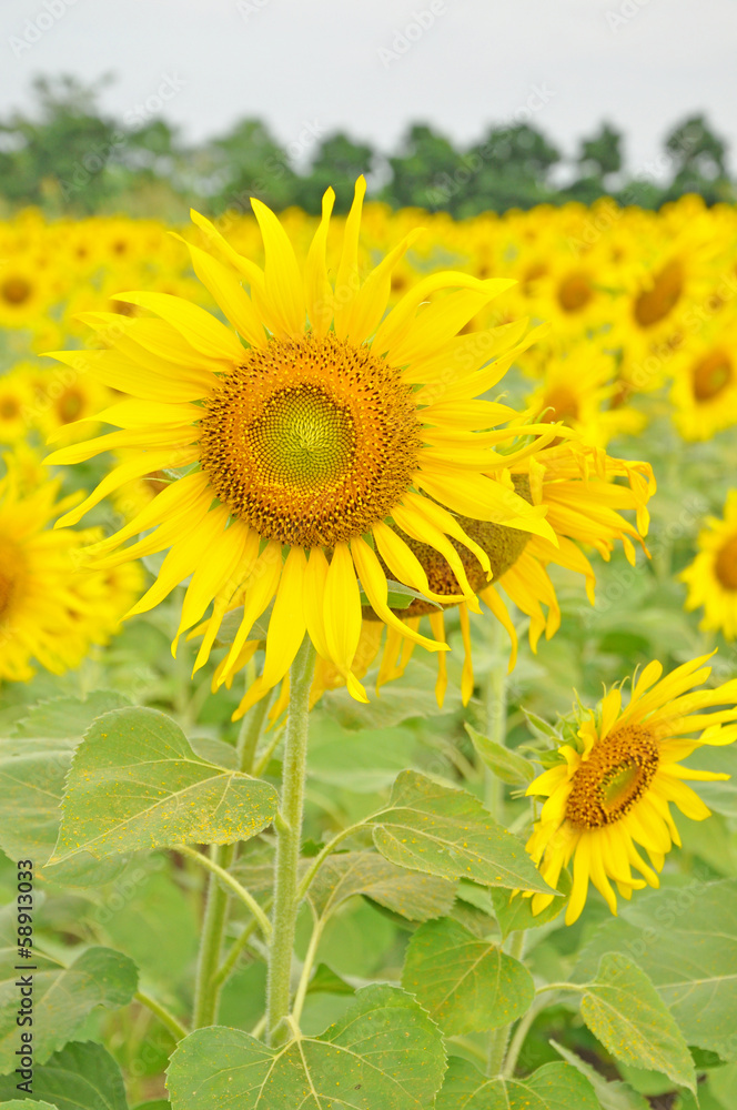 Sunflower field