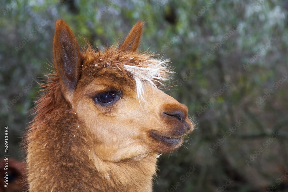 Portrait of a brown alpaca (Lama or Vicugna pacos)