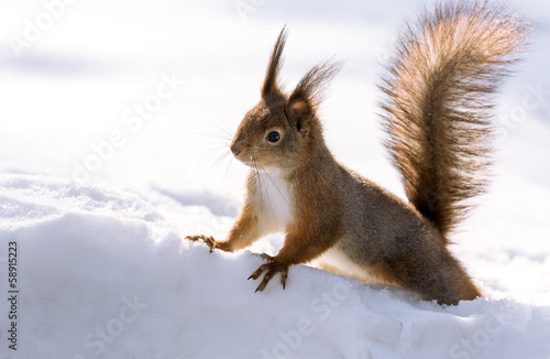 Red squirrel in winter © Mr Twister