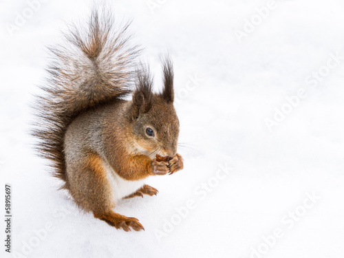 Squirrel sitting in snow