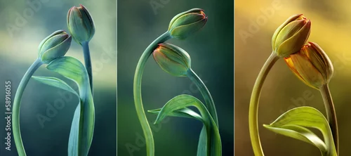 Panel kuchenny z motywem Tulipany