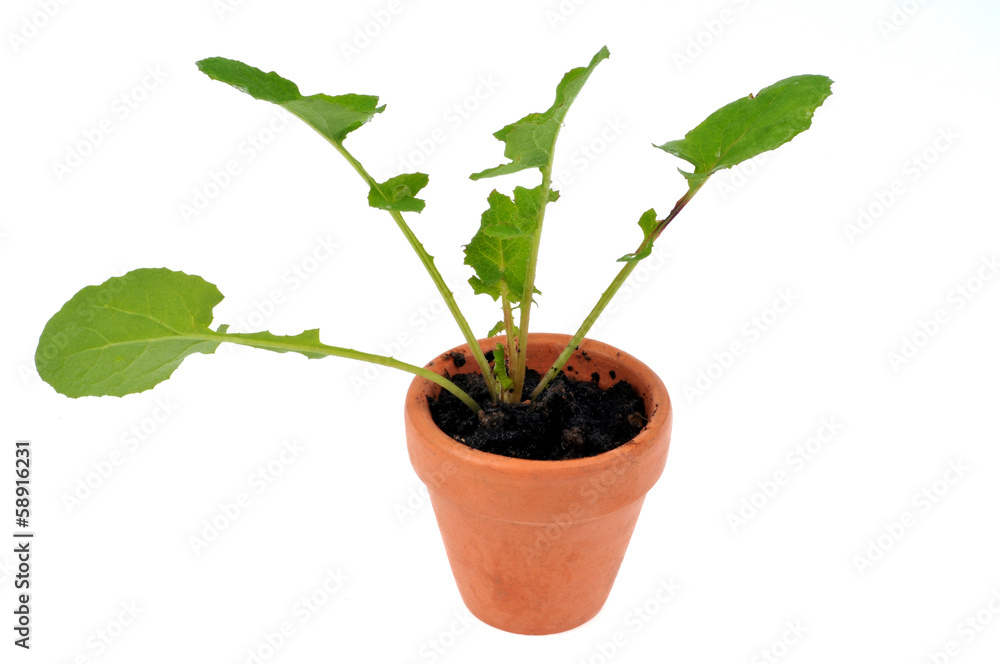 Bouturage Bouturage