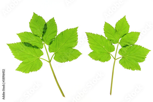 Giersch (Aegopodium podagraria)