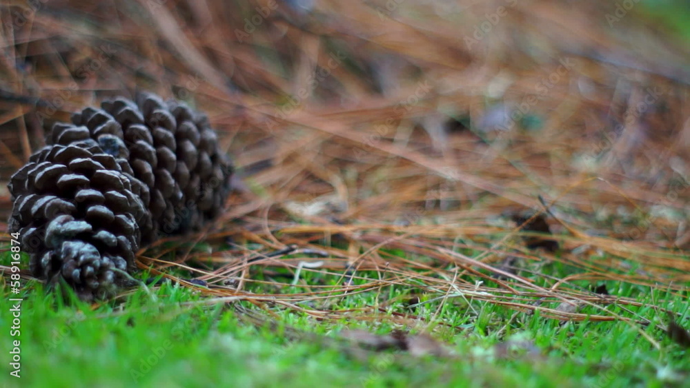 Pine Cone in the Grass Dolly Pine Cone in the Grass Dolly