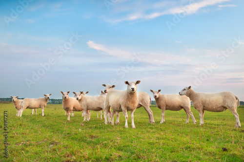 sheep herd on green pasture