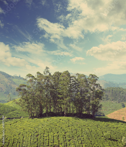 mountain tea plantation in India - vintage retro style