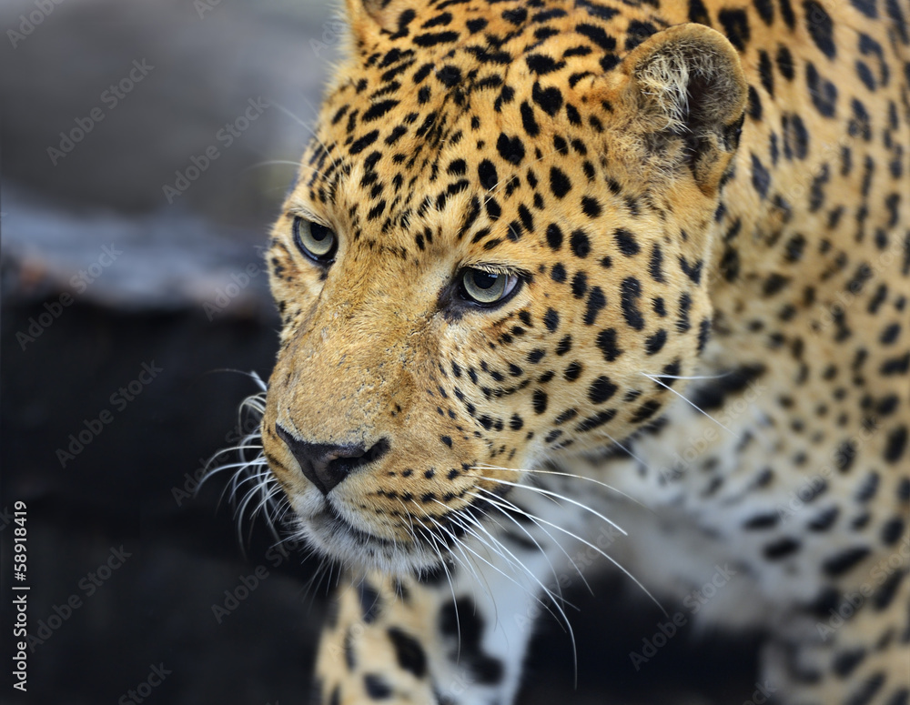 The Amur leopard in its natural habitat The Amur leopard in its natural habitat