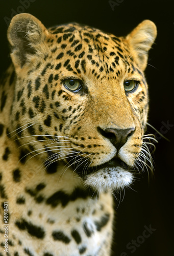 The Amur leopard in its natural habitat