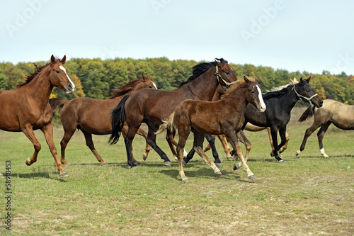 Horses on the farm in summer