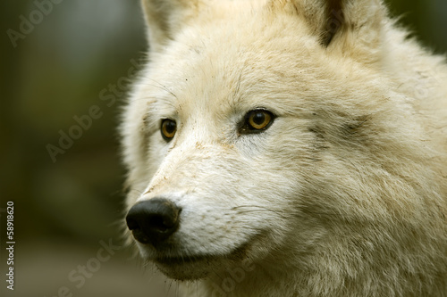 Fototapeta Naklejka Na Ścianę i Meble -  Polar wolf in its natural habitat