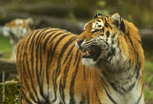 Portrait of the Amur Tiger