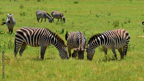 zebra 3er