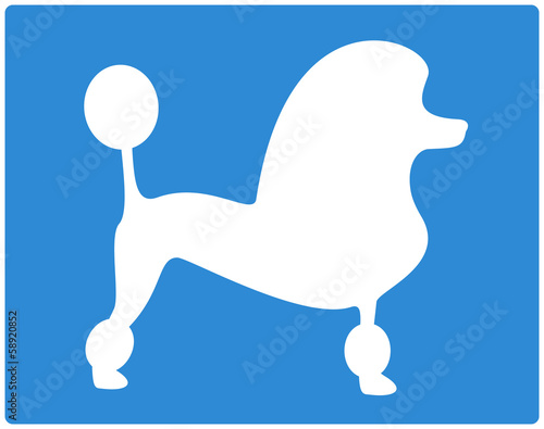 blue background with dog poodle image