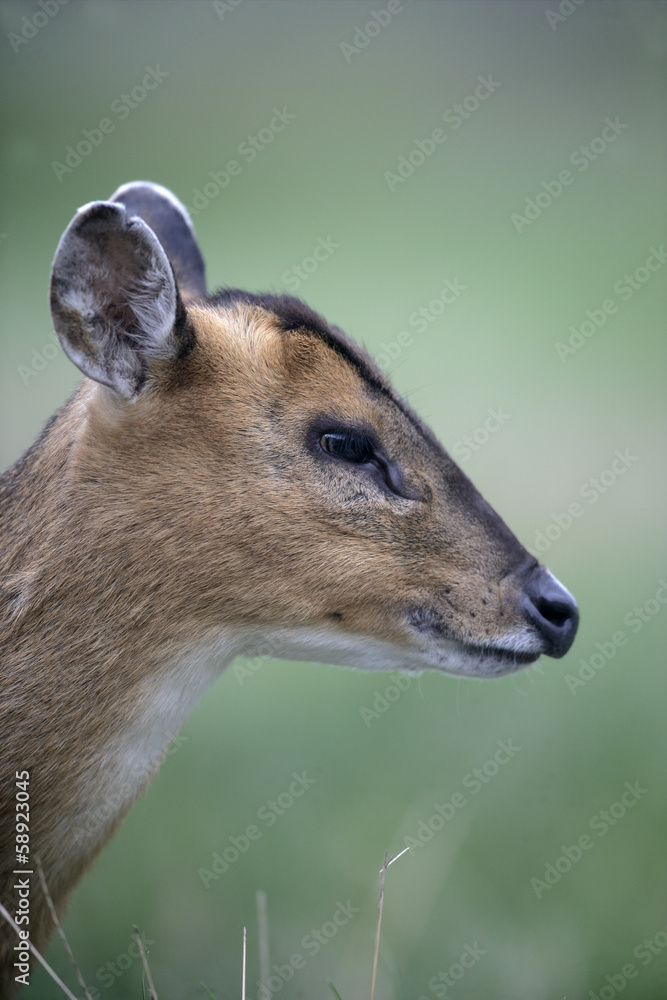 Fototapeta premium Muntjac, Muntiacus reevesi
