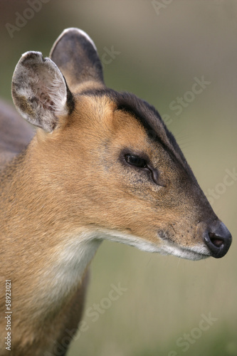 Muntjac   Muntiacus reevesi