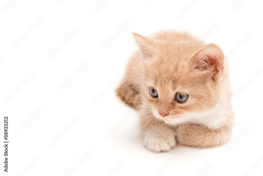 Creamy kitten lying on a white background