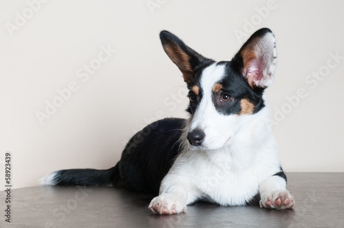 beautiful corgi dog indoors © otsphoto