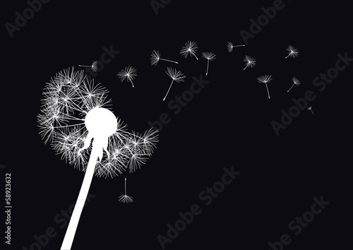 white dandelion loosing his integrity on wind- black background