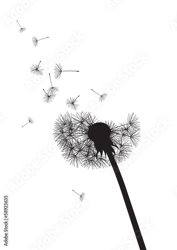 black and whte dandelion loosing his integrity
