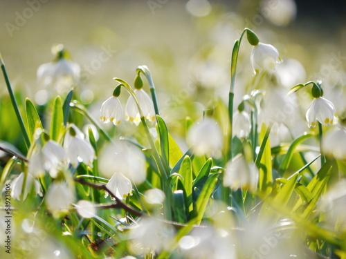 Snowflake Snowdrop spring