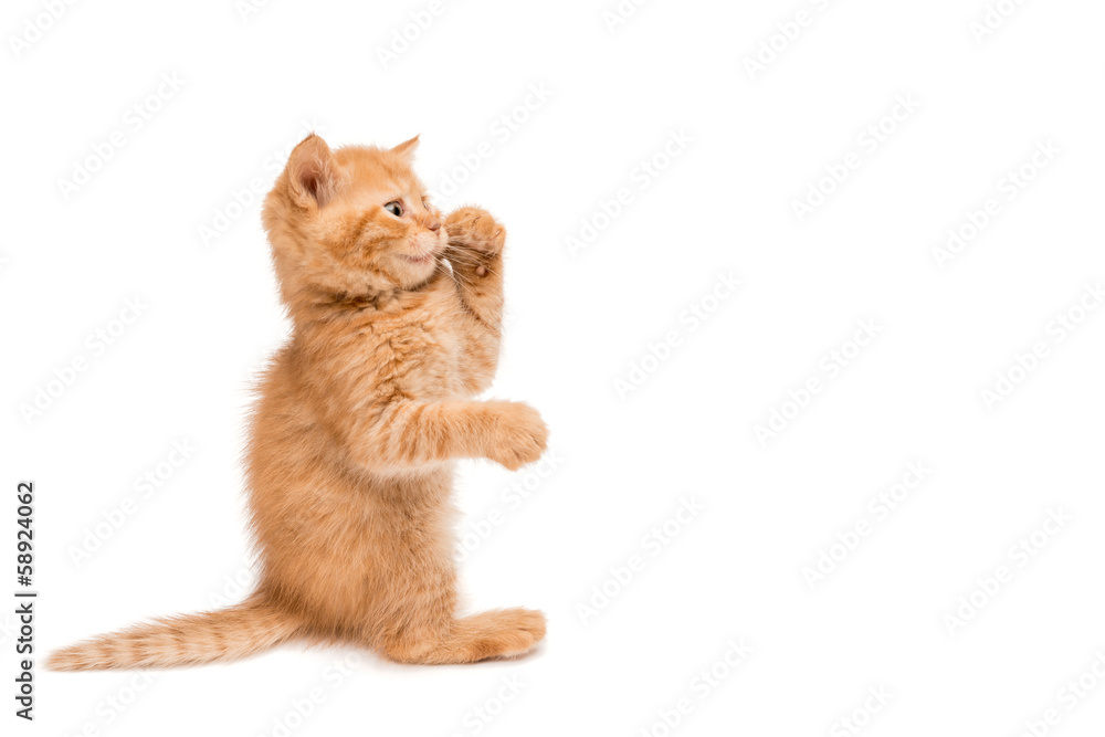 Obraz premium Red kitten standing playing