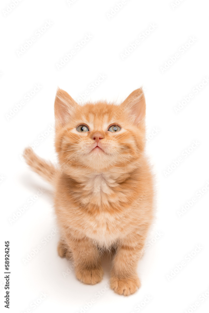 Kitten sitting on the studio floor looking up Kitten sitting on the studio floor looking up