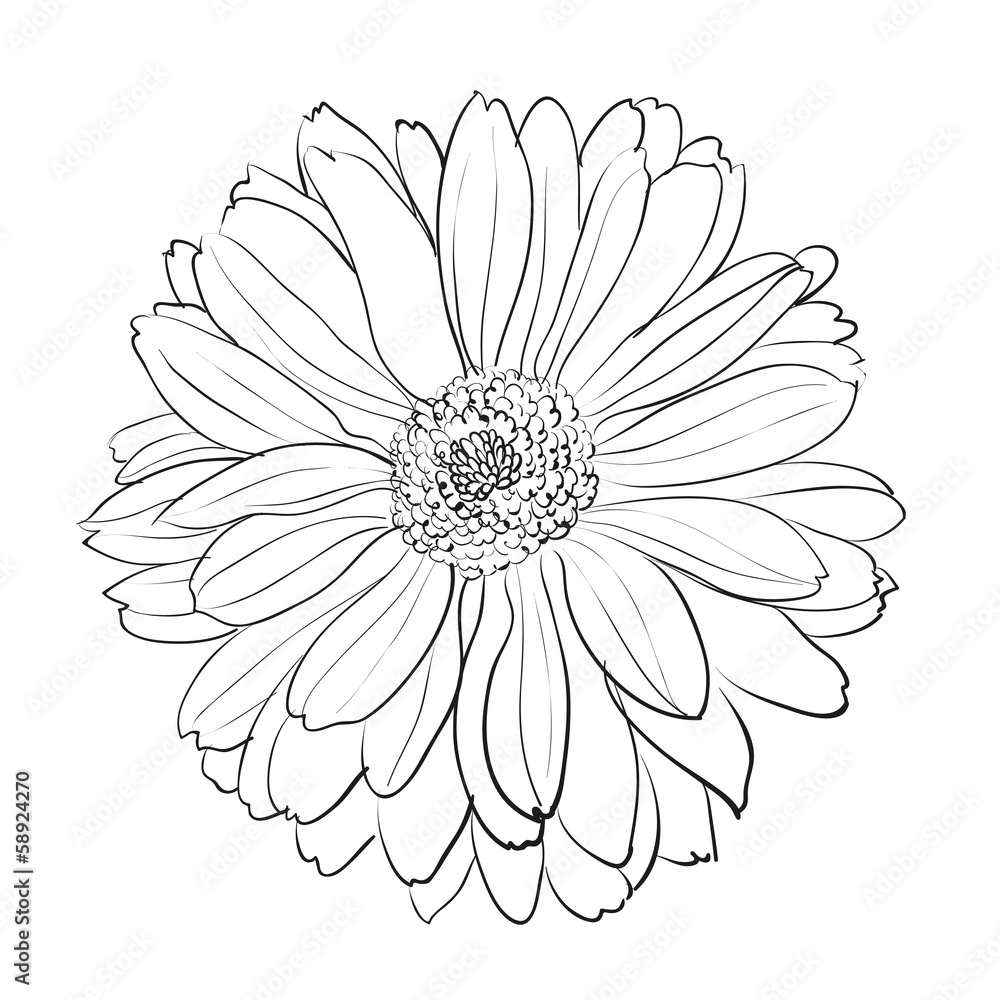 Chrysanthemum flower on white background.