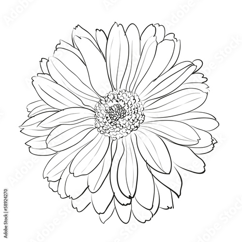 Fototapeta Naklejka Na Ścianę i Meble -  Chrysanthemum flower on white background.