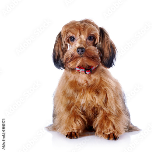 Fototapeta Naklejka Na Ścianę i Meble -  The red puppy of a decorative doggie.