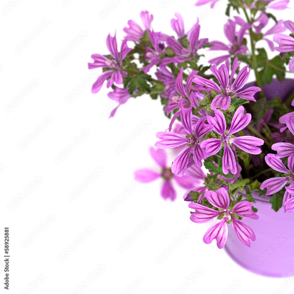 wild violet flowers in bucket wild violet flowers in bucket