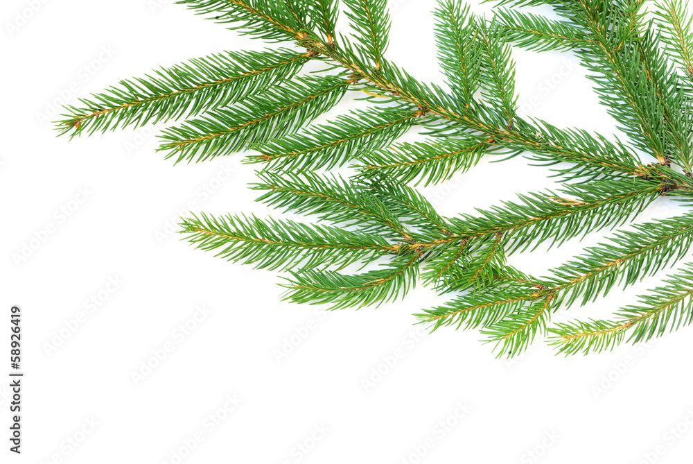 fir tree branches