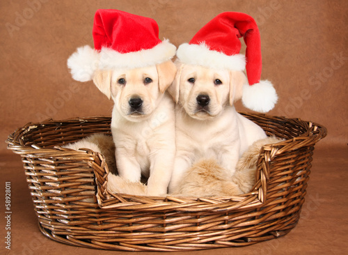 Santa puppies