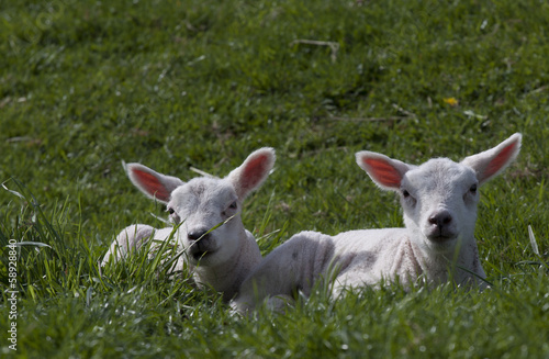 Two yong lambs in the spring