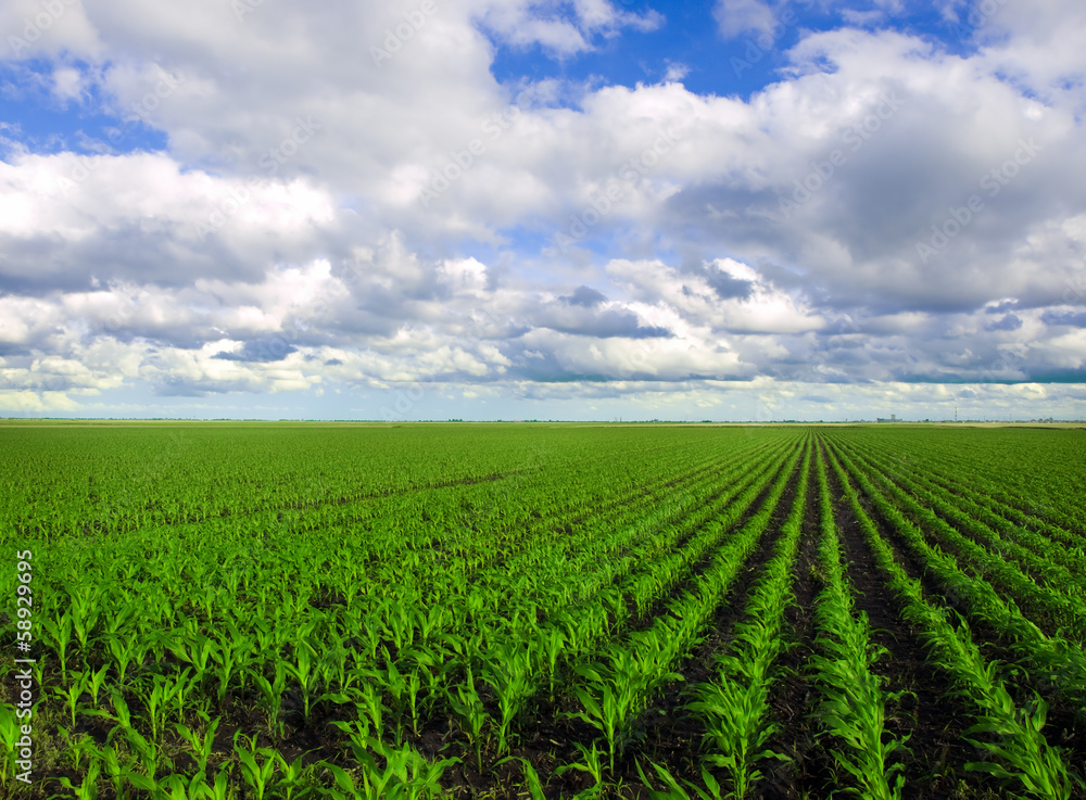 Corn Field Corn Field