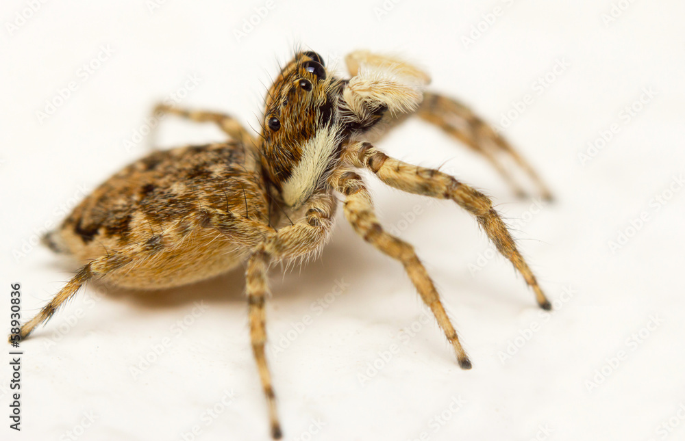 Close-up of a jumping spider (Menemerus semilimbatus) Close-up of a jumping spider (Menemerus semilimbatus)