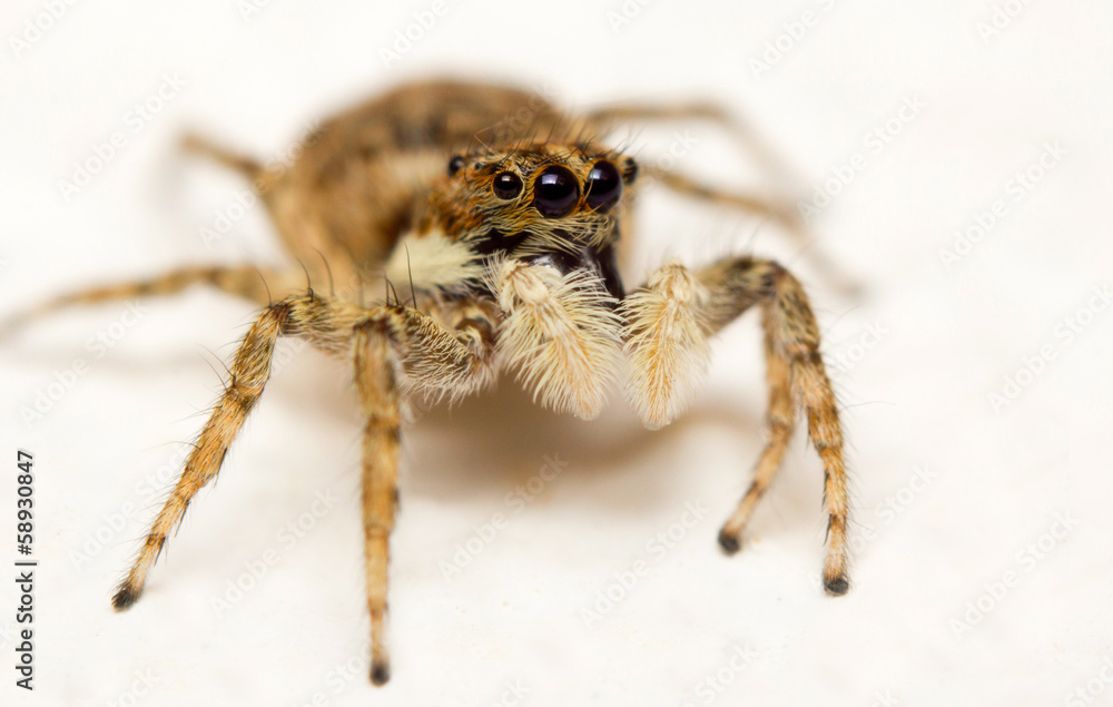 Close-up of a jumping spider (Menemerus semilimbatus)