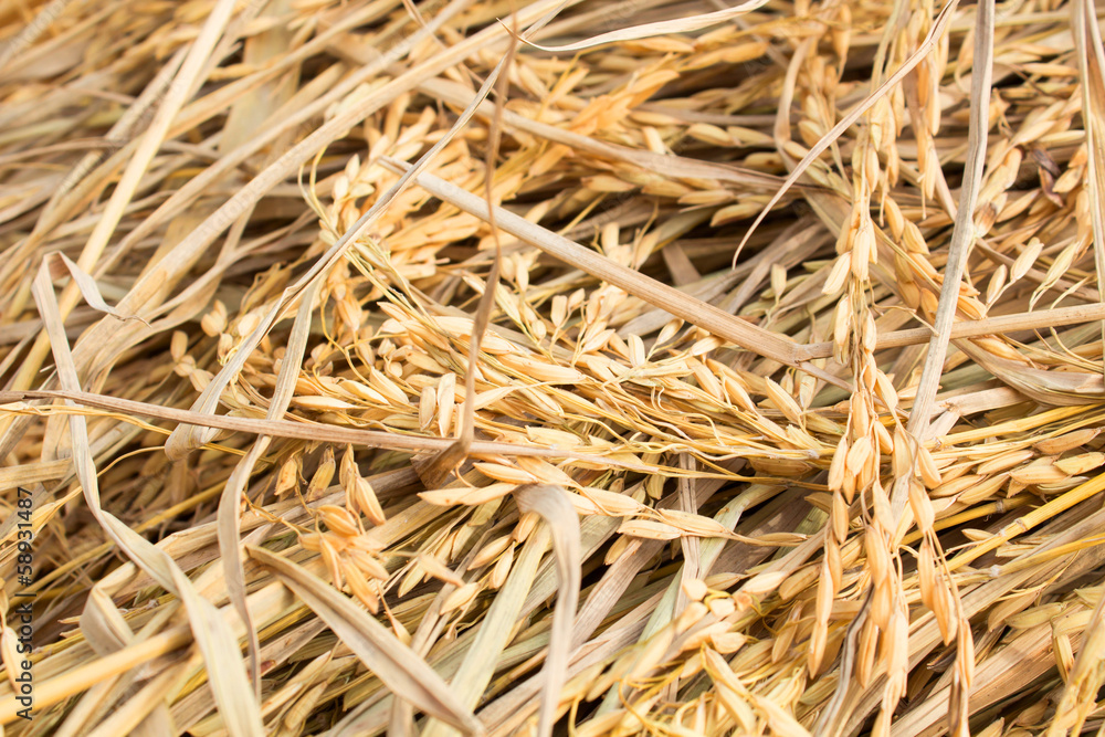 rice plant in rice field