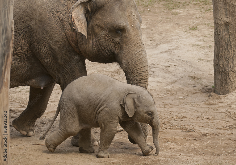 Fototapeta premium Elephant